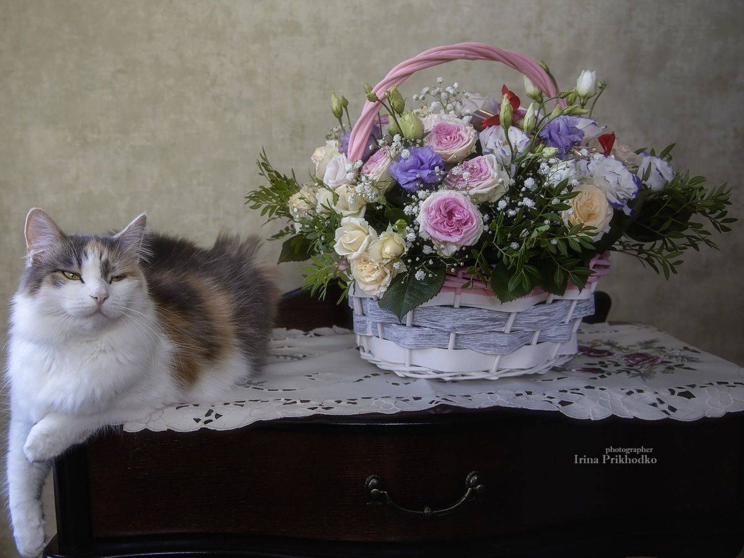 цветы, корзина, подарок, кошка, домашние животные, натюрморт, Приходько Ирина