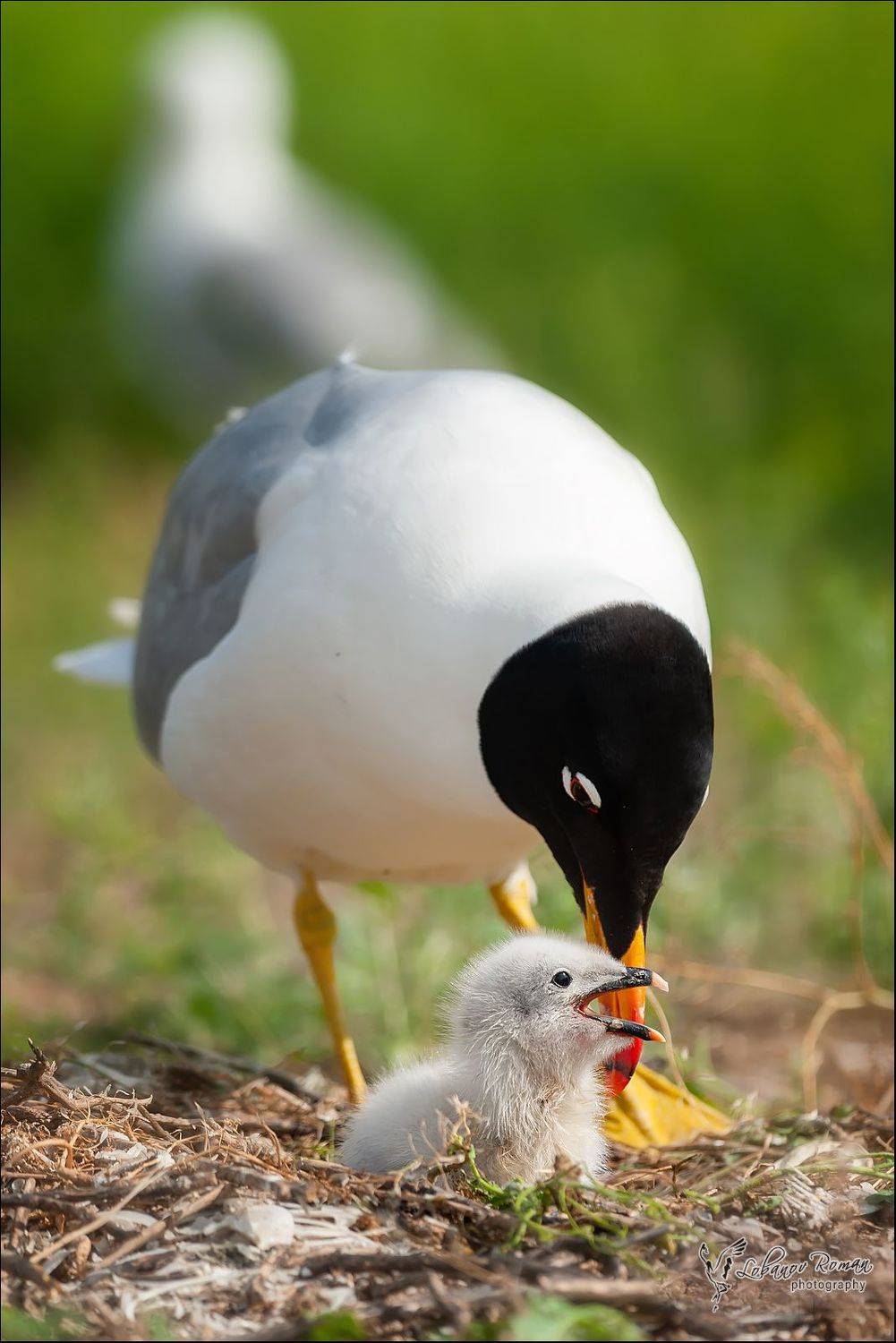 , Лобанов Роман