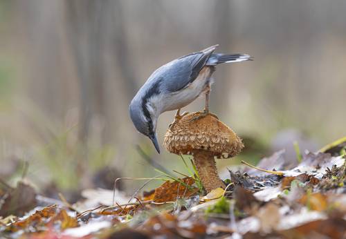 Картинка из леса