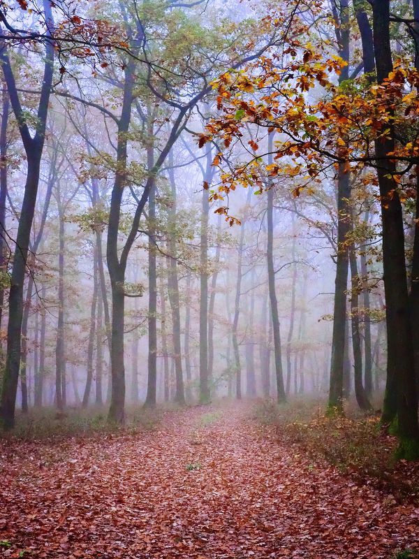 Misty forest 3 фото превью