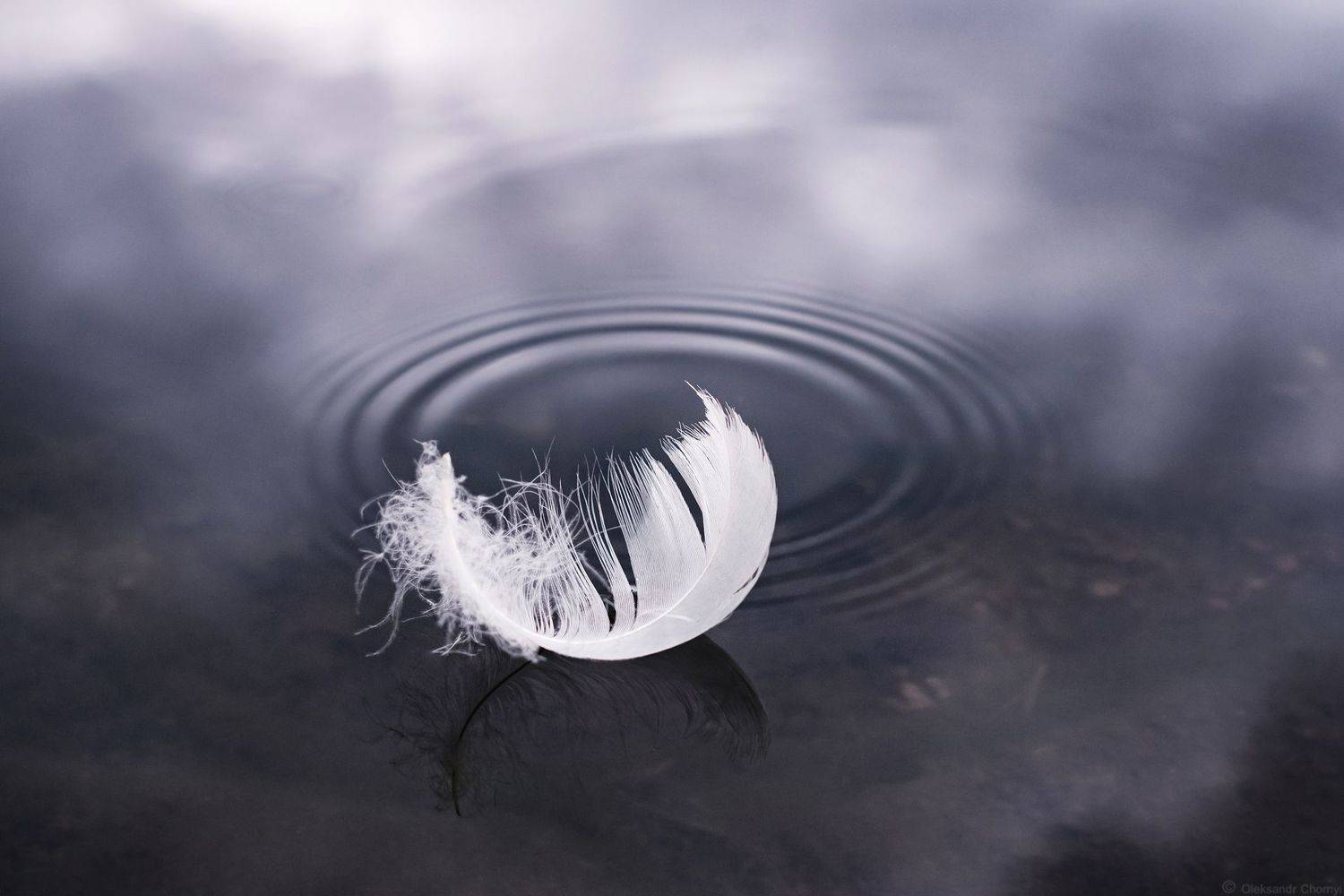 пёрышко, тишина, гармония, блаженство, легкость, умиротворение, прикосновение, нежность, макро красота, прозрачность, жизнь, вода, трогательно, хрупкость, отражение, любовь,, Александр Чорный