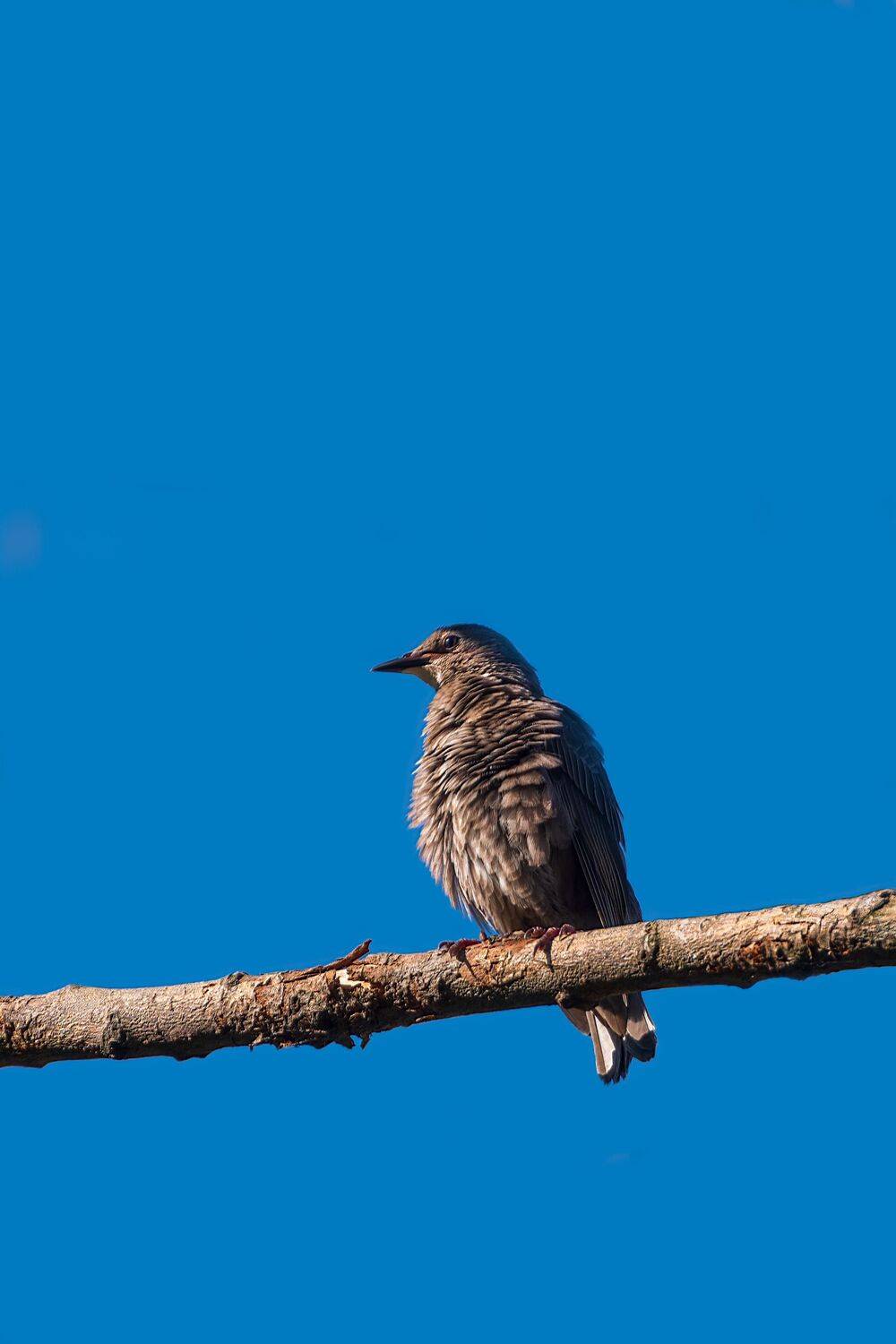 скворец обыкновенный, Алексей Рыльский