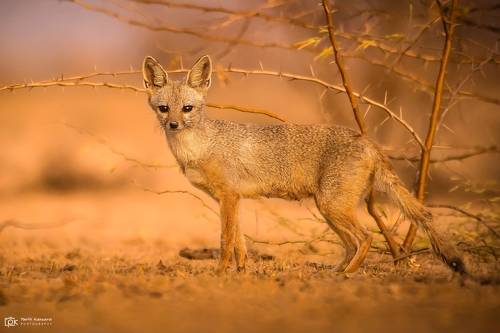 Indian Fox (Vulpes bengalensis)