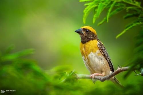 Baya Weaver (Ploceus philippinus)