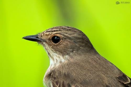 Spotted Flycatcher (Muscicapa striata)