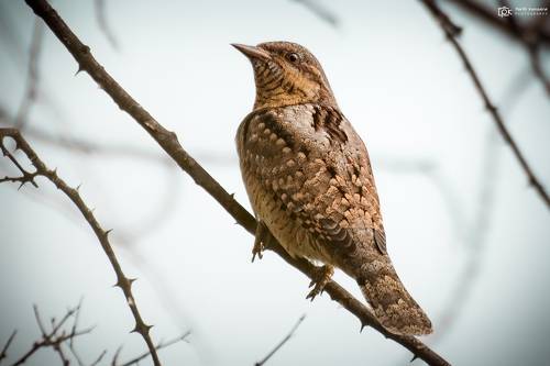 Eurasian Wryneck (Jynx torquilla)