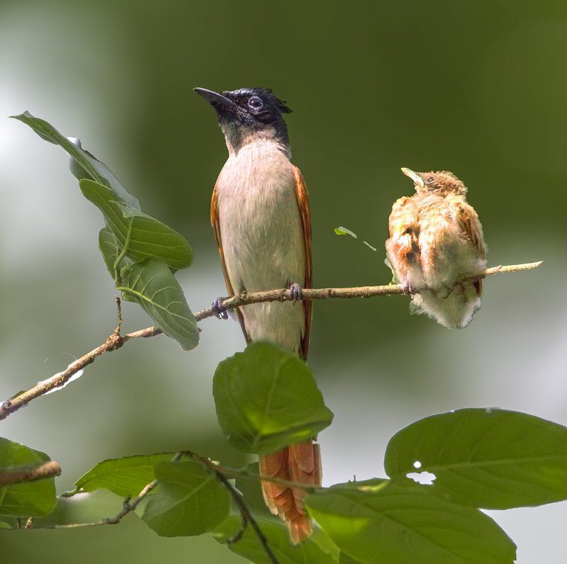 Indian Paradise Flycatcher фото превью