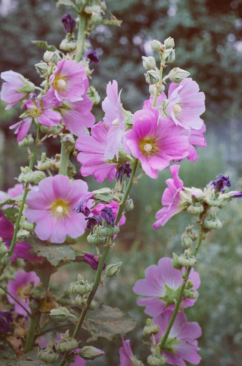 Цветы, мальвы, розовые цветы, садовые растения, Shadow Anna