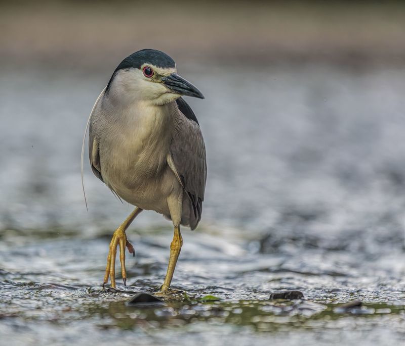 Ślepowron (Nycticorax nycticorax) фото превью