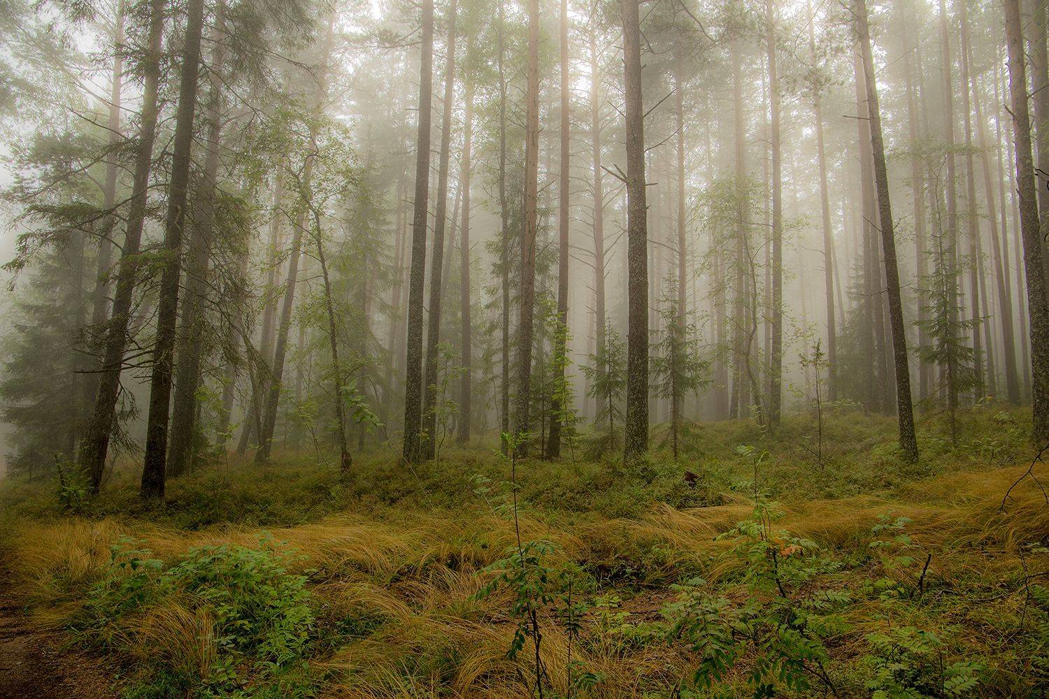 осень,ладога,туман, Денисов Игорь