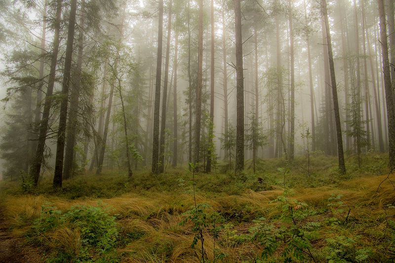 осень,ладога,туман Туман фото превью