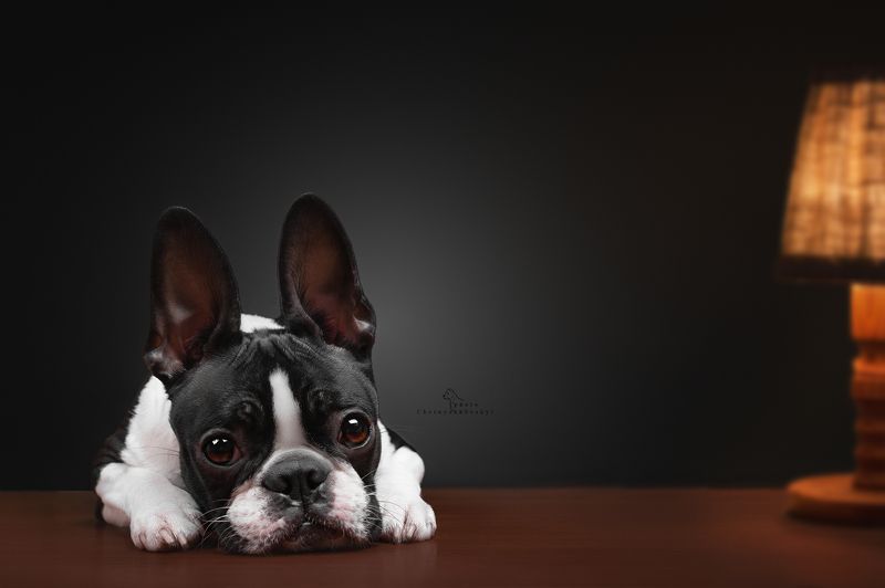 фото превью