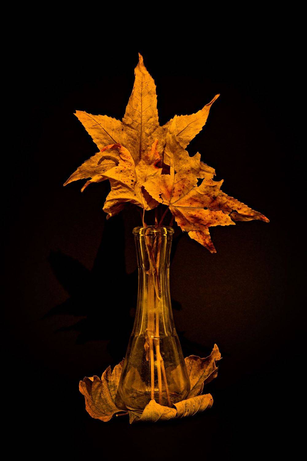 autumn, black, color, colors, color image, leaf, leaves, nature, photograph, photography, still life, vase,, Dr Didi Baev
