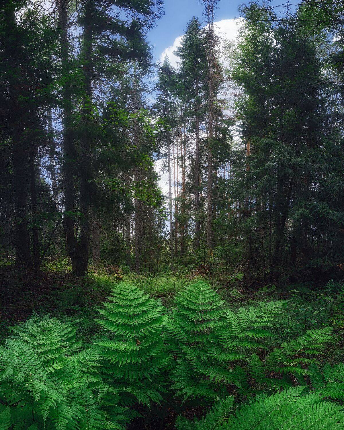 пейзаж, лес, папоротник, лето, природа, landscape, nature, woodland, forest, fern, summer, Иван Чаланов