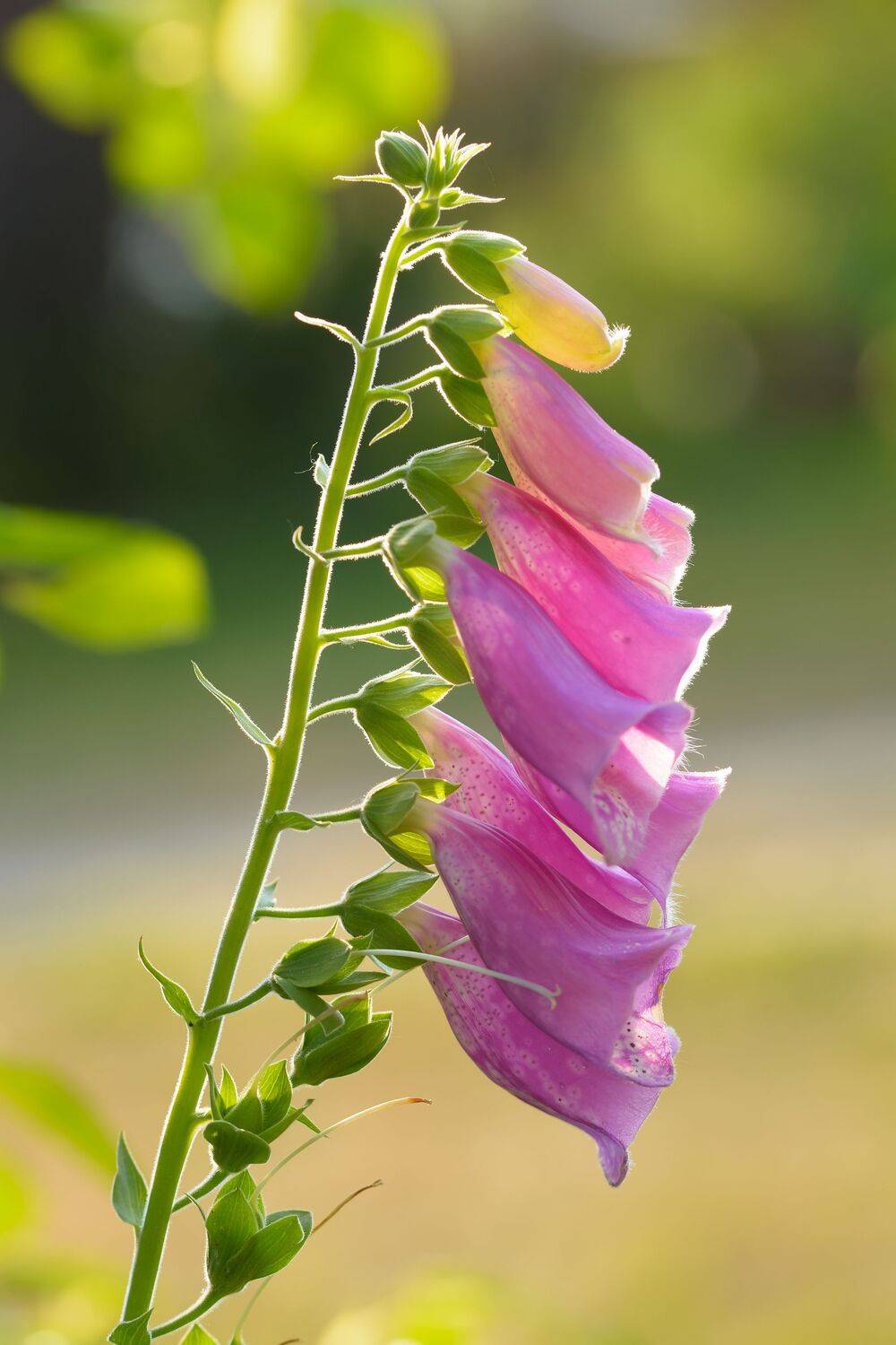 наперстянка ?пурпурная, digitalis ?purpurea, Павел Черенков