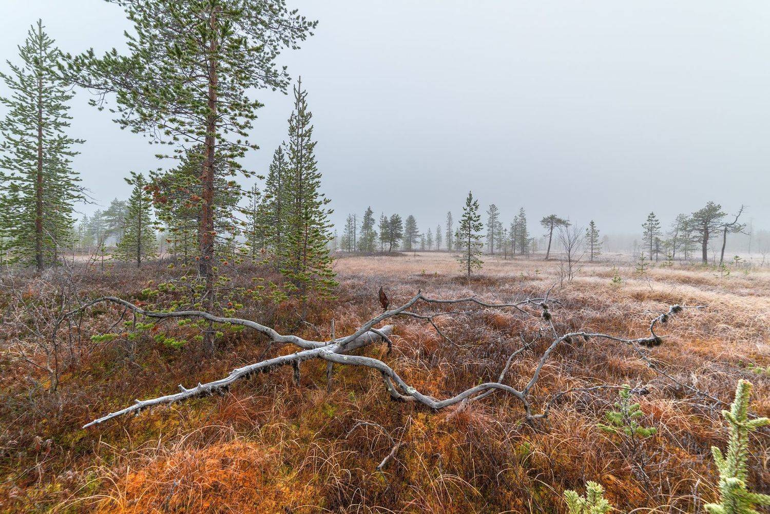 север, кольский, заполярье,, Роман Горячий