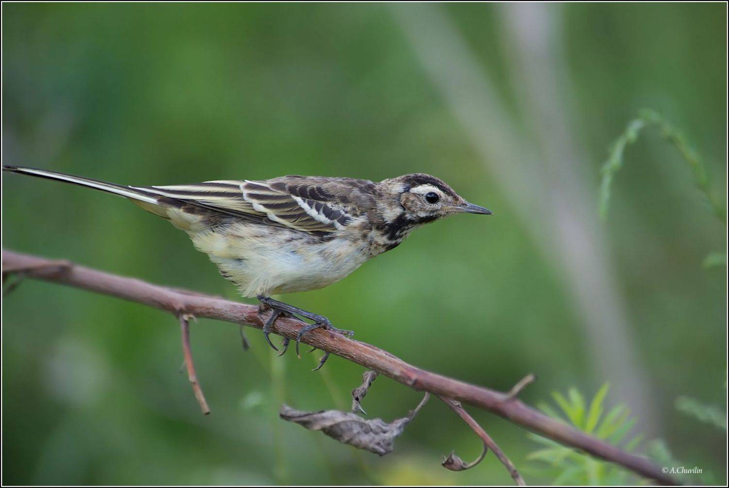 птица,трясогузка,линька, Александр Чувилин