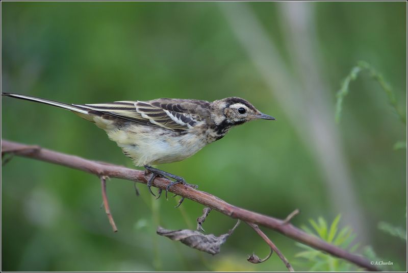 птица,трясогузка,линька Чудик фото превью