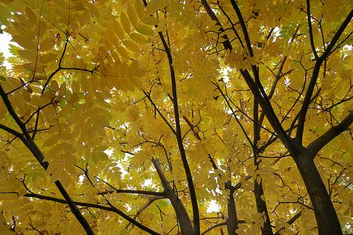 Juglans mandshurica