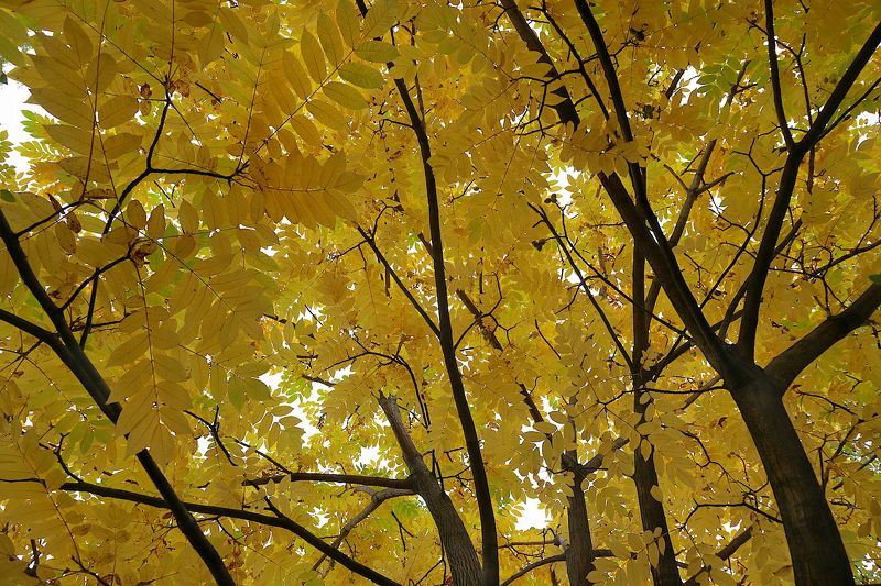 орех маньчжурский осень Juglans mandshurica фото превью