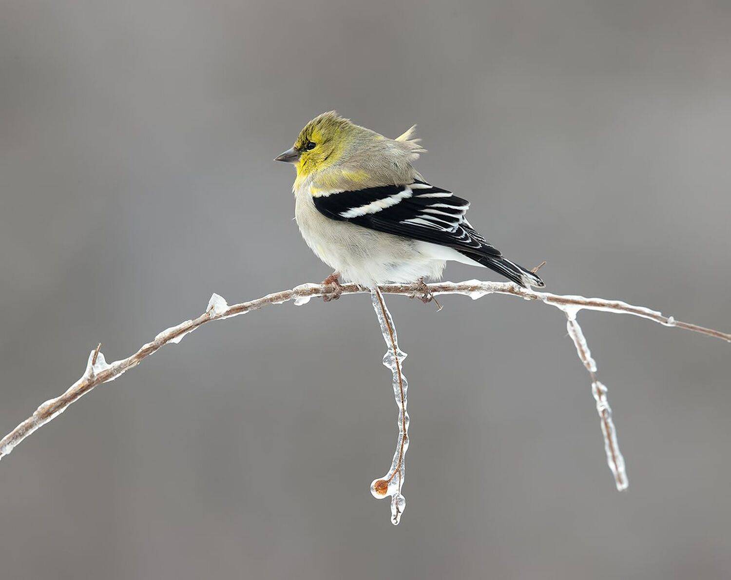 american goldfinch, американский чиж, чиж, winter birds, зимнии птицы, Etkind Elizabeth