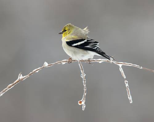 American Goldfinch - Американский чиж