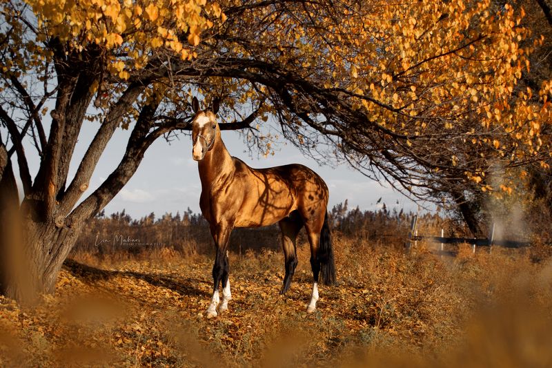 Лошадь, лошади, осень, лес, деревья, закат, horse, horses Тенгри. Осень фото превью