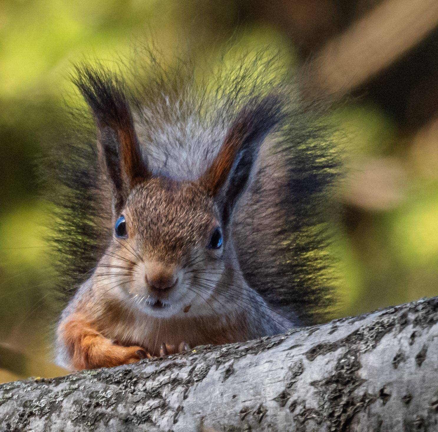 , Курлянцев Алексей