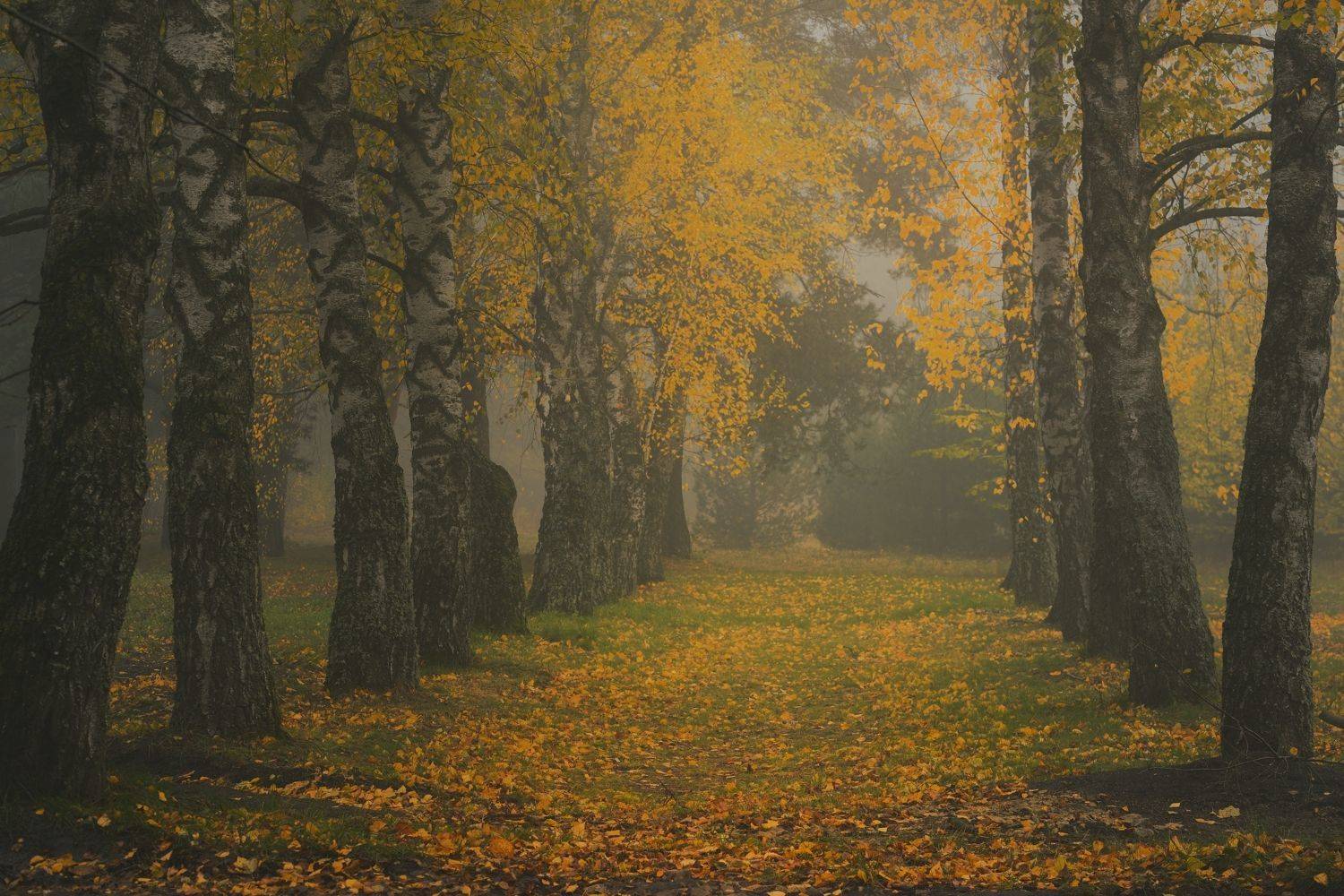 осень листва утро лес туман, Александр Жарников
