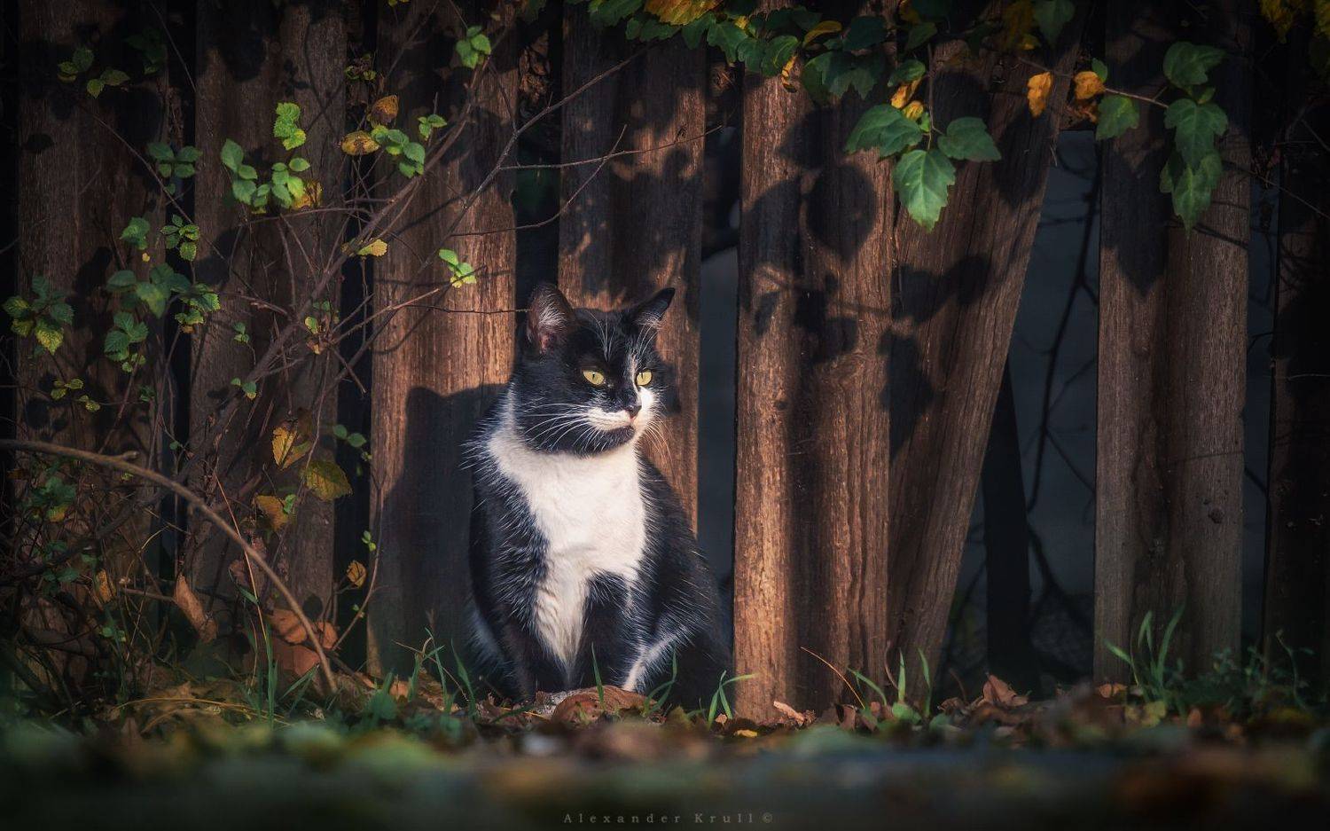 , Круль Александр