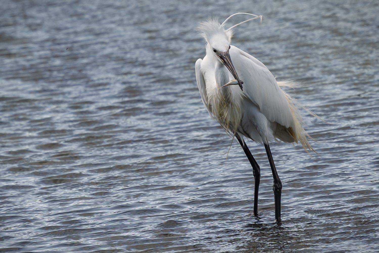 , Максимова Дария