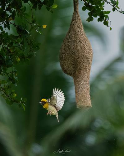 Natures Best Architect