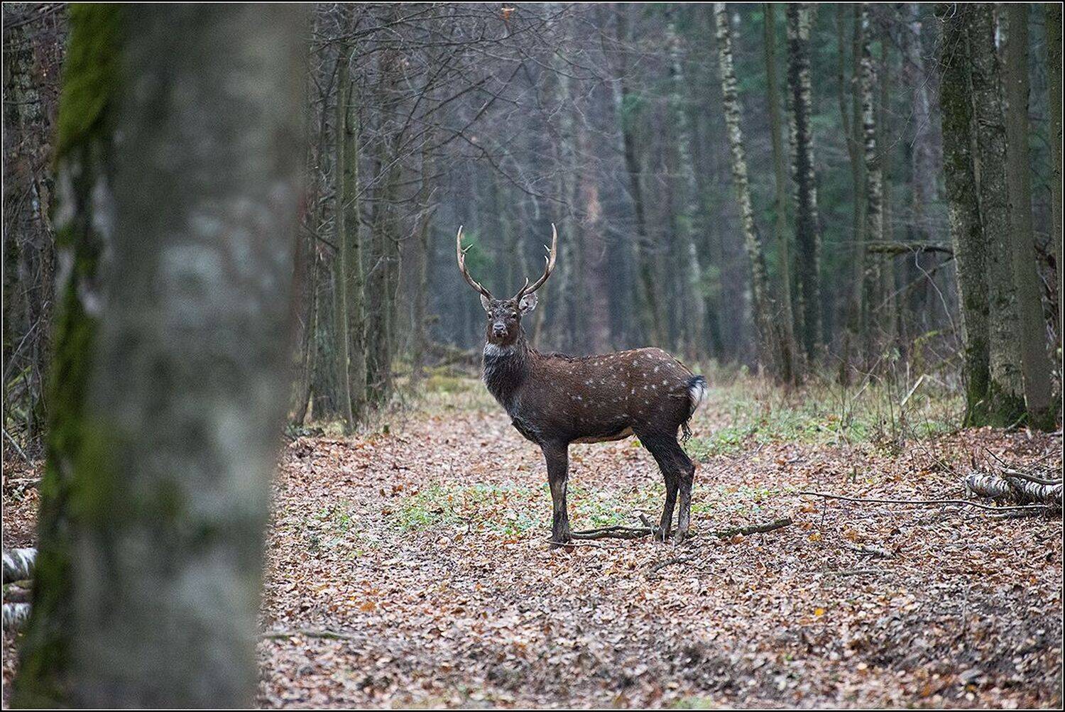 москва, осень, парк лосиный остров, АНАТОЛИЙ ДОВЫДЕНКО