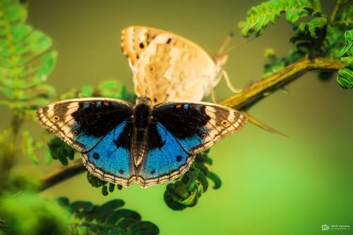 blue pansy (Junonia orithya)