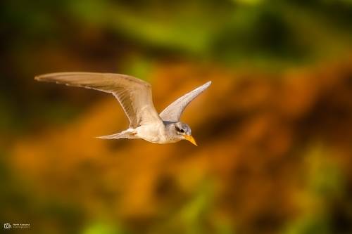 River Tern (Sterna aurantia)