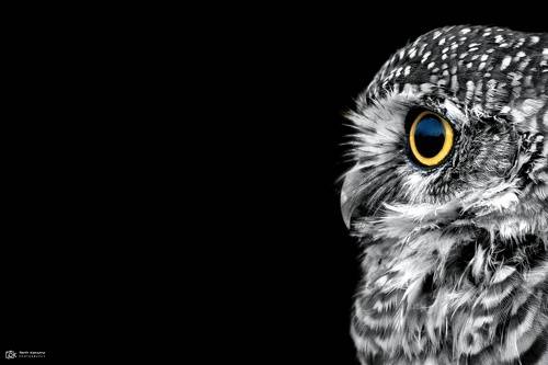Spotted Owlet (Athene brama)
