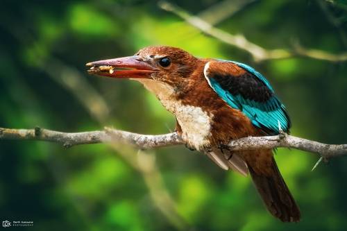 White-throated Kingfisher (Halcyon smyrnensis)