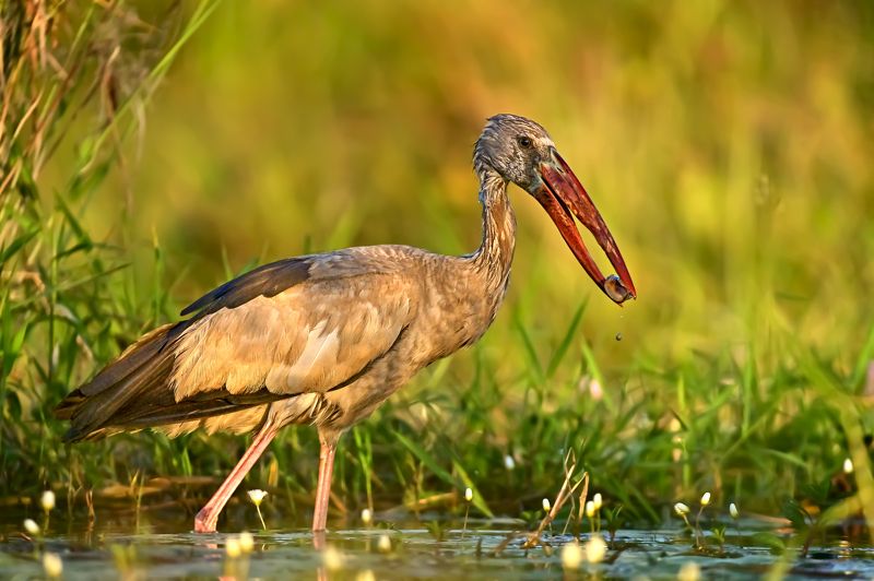 bids,The Asian openbill The Asian openbill фото превью