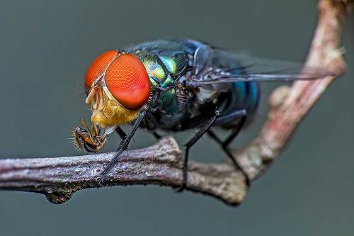 BLUEBOTTLE FLY