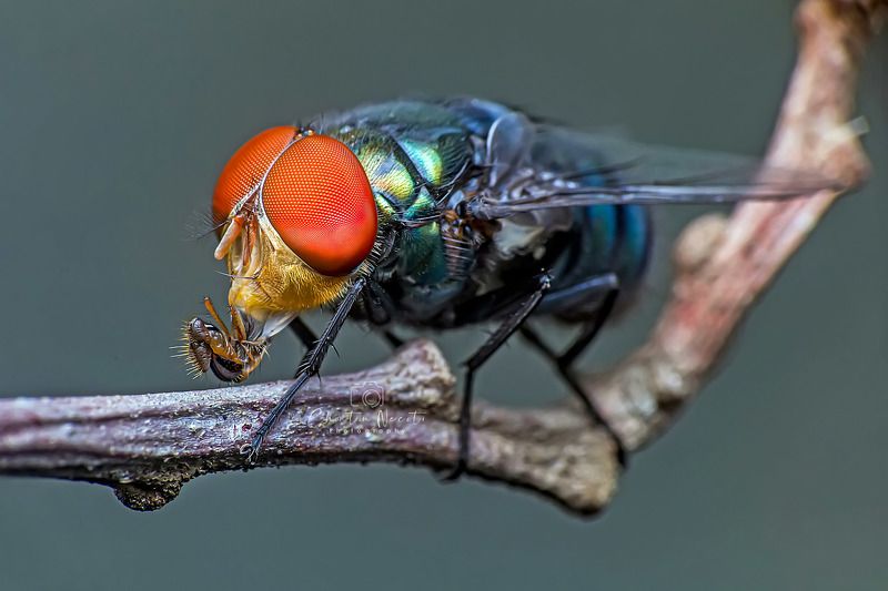 BLUEBOTTLE FLY, fly, bluebottle, insect, animal, beauty, beautiful, garden, forest, macro, small, eyes BLUEBOTTLE FLY фото превью