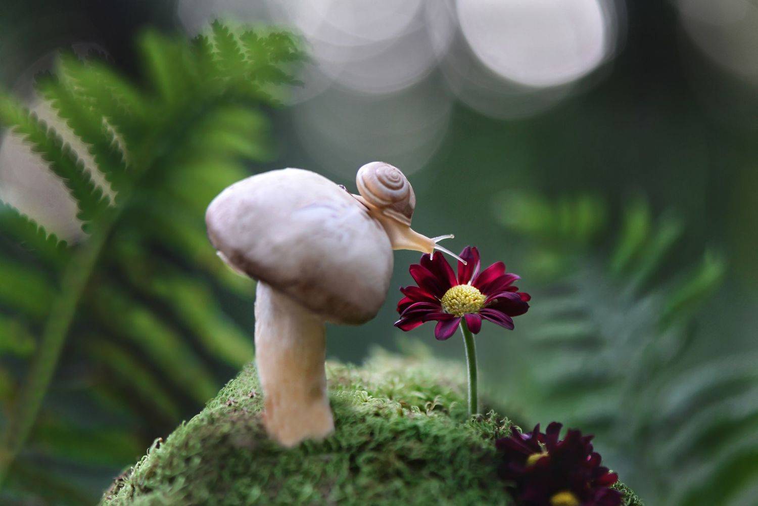 snails, snail, macro, macrophoto, macrophotography, nature, forest, макро, макрофото, природа, улитка, тишина, покой, грибы, цветы, Быканова Виктория