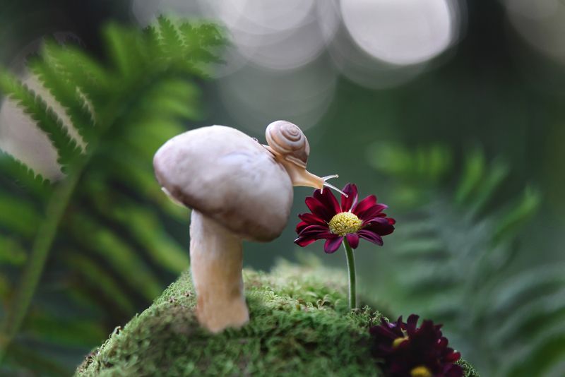 snails, snail, macro, macrophoto, macrophotography, nature, forest, макро, макрофото, природа, улитка, тишина, покой, грибы, цветы \'Дышать ароматами осени\' фото превью