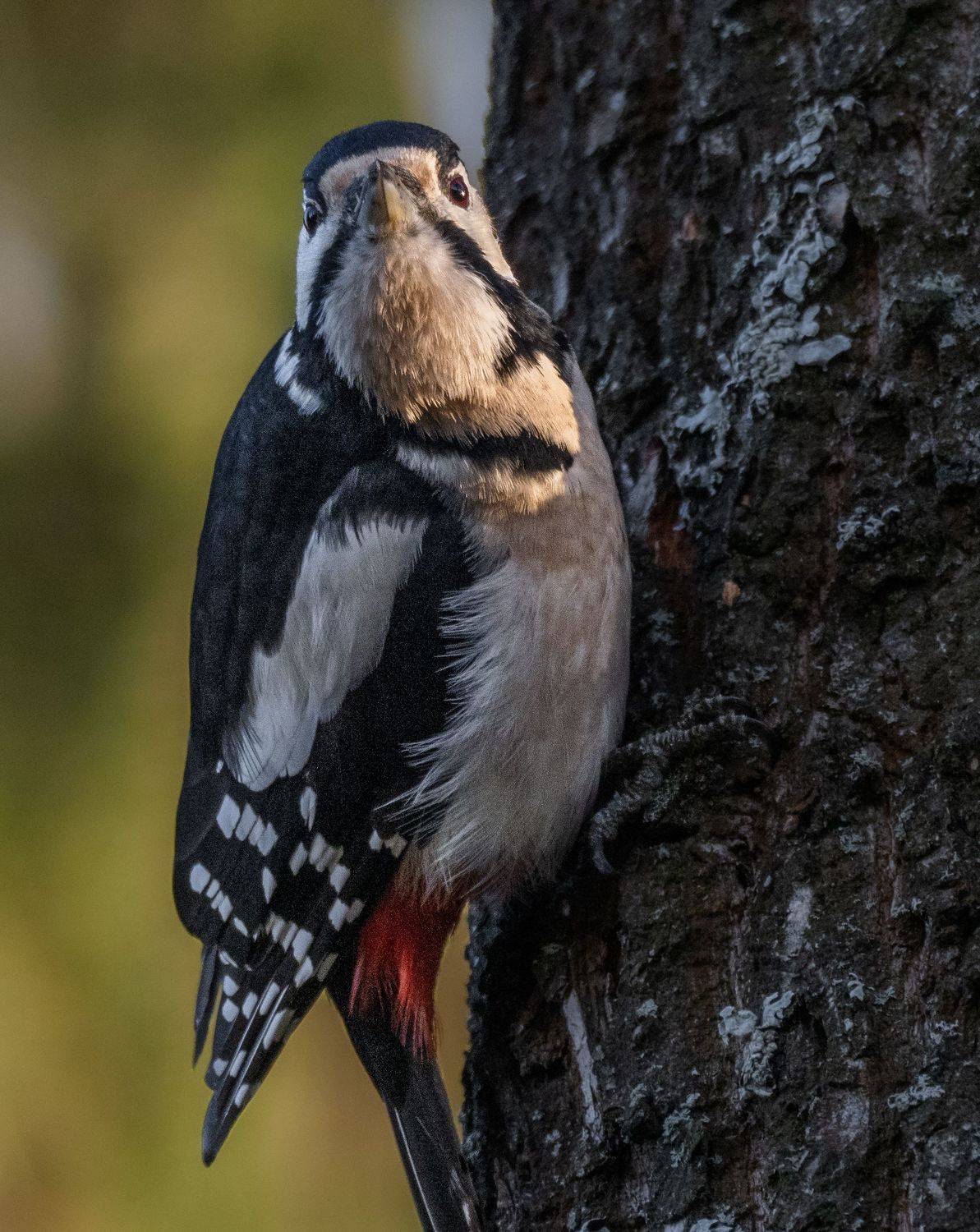 , Курлянцев Алексей