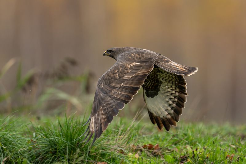 Lidojuma фото превью