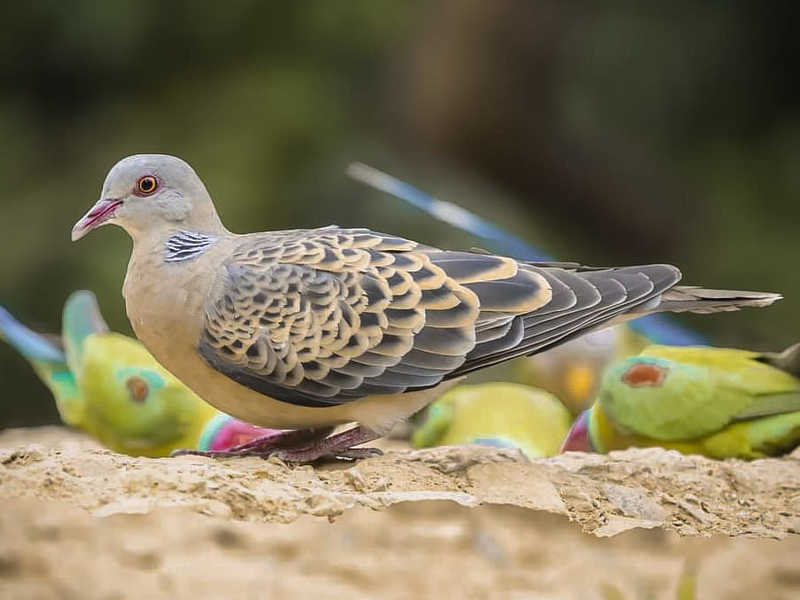 Oriental Turtle Dove фото превью