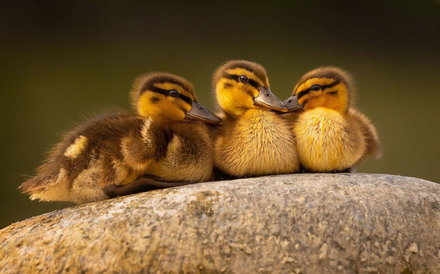 , Robert Adamec