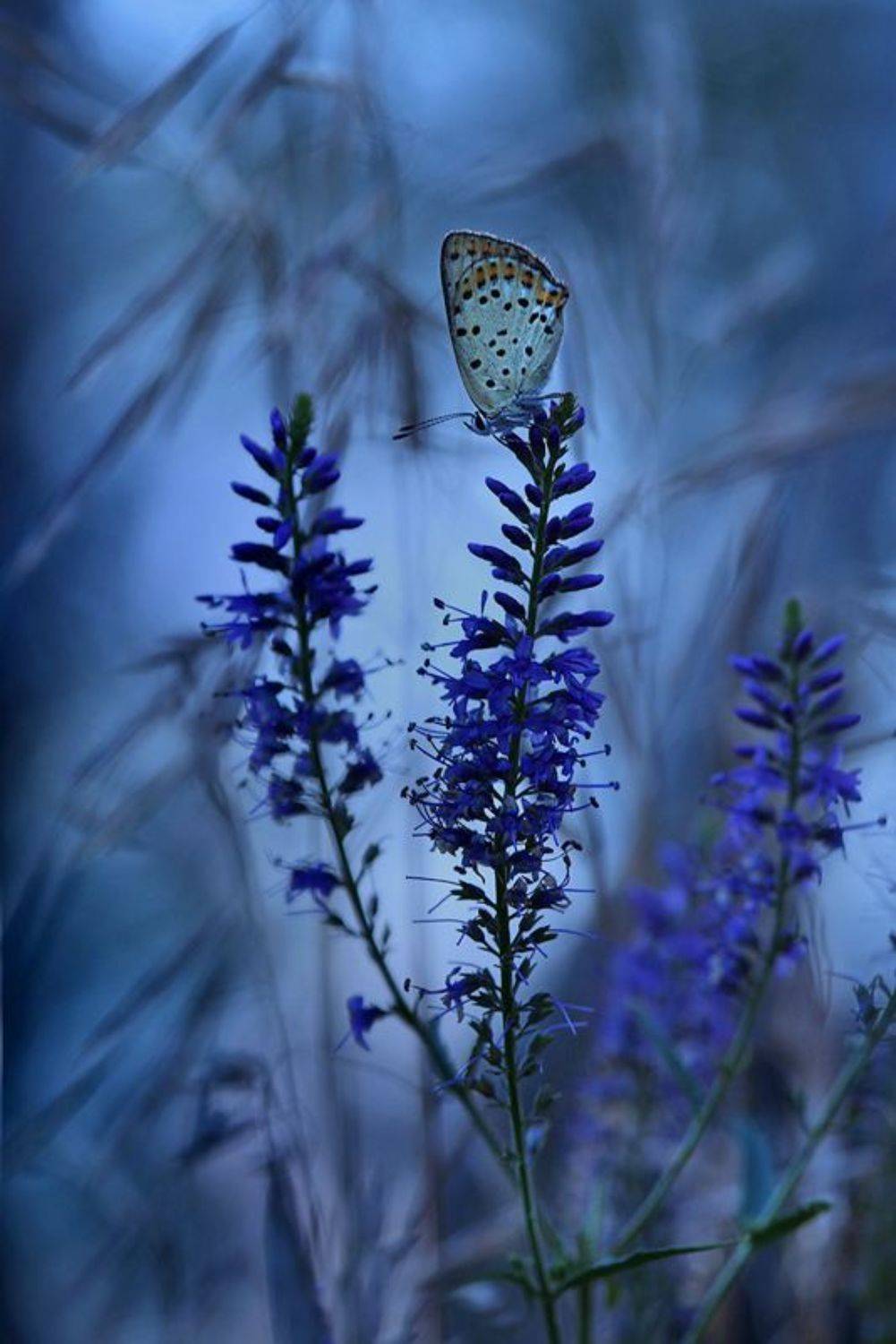 макро, бабочка, голубянка, овес, лето, вечер, Sokolova Tatiana