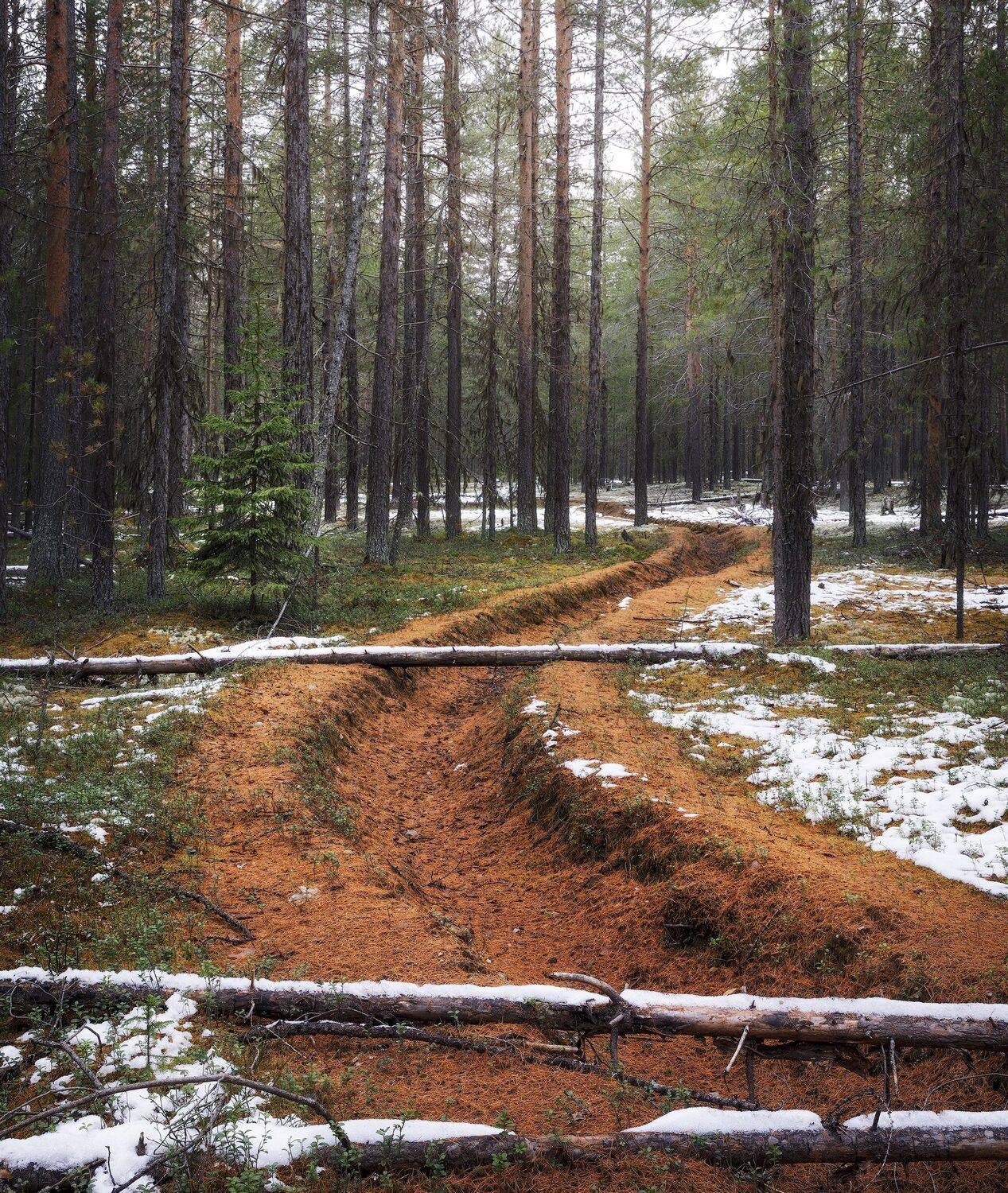 пейзаж, лес, сосны, бор, снег, деревья, landscape, woodland, pine, forest, snow, trees, Иван Чаланов