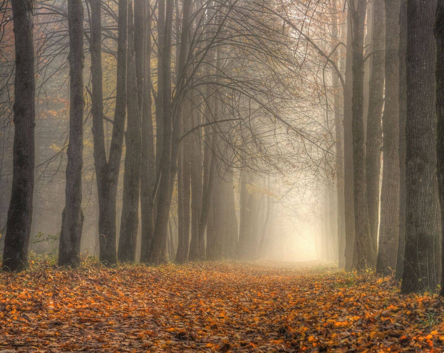 , Андрей Перешеин