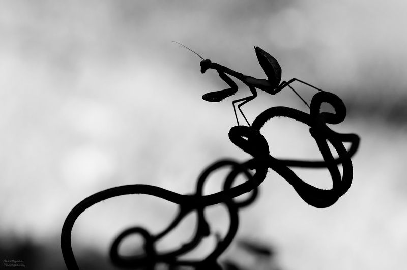 макро, природа, черно-белое, насекомые, богомол Размышляя об одиночестве фото превью